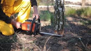 Professional Tree Care in Robesonia, PA