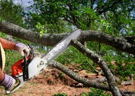 Best Tree Removal  in Robesonia, PA