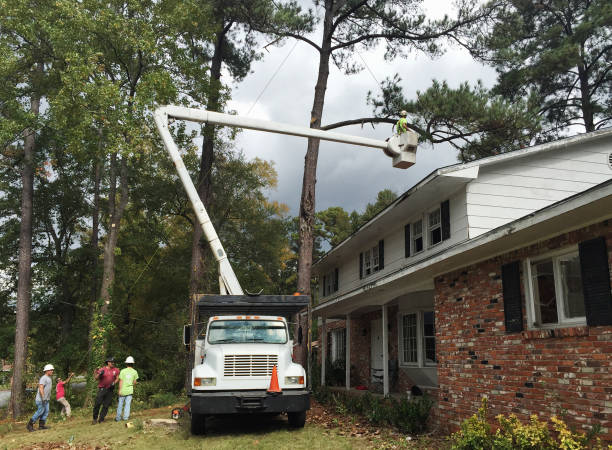 Best Commercial Tree Services  in Robesonia, PA