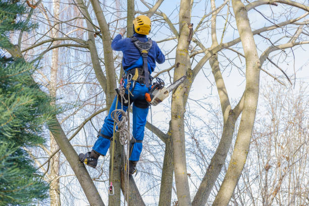 Best Tree Preservation Services  in Robesonia, PA