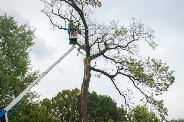 Best Tree Cabling and Bracing  in Robesonia, PA