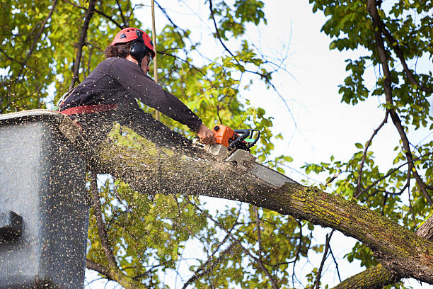 Best Seasonal Cleanup (Spring/Fall)  in Robesonia, PA