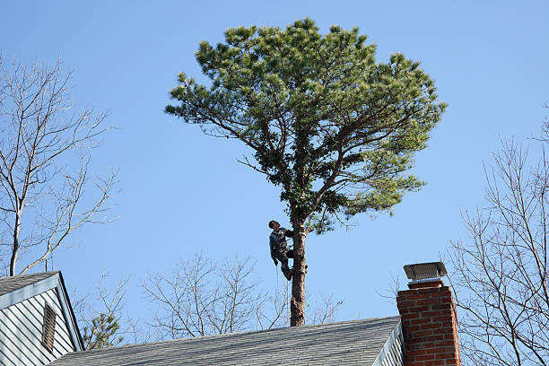 Reliable Robesonia, PA Tree Care Solutions