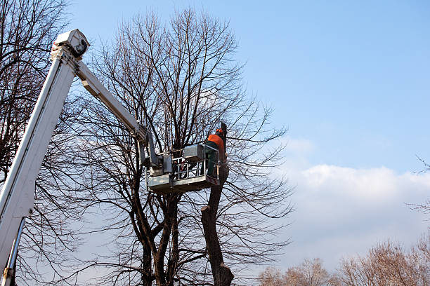 How Our Tree Care Process Works  in  Robesonia, PA