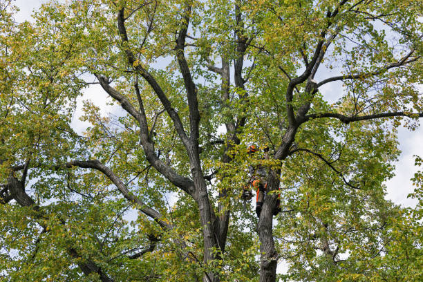 Best Fruit Tree Pruning  in Robesonia, PA